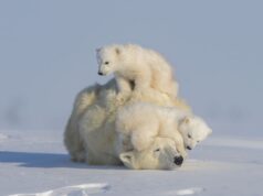 ‘The New Big 5’: Wildlife photography book turns the lens on animals at risk