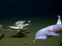 Scientists film deepest ever fish on seabed off Japan