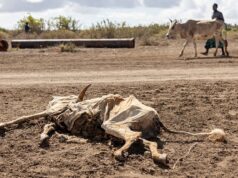 More than 6 million Somalis face hunger amid climate shocks and conflict | Climate Crisis News