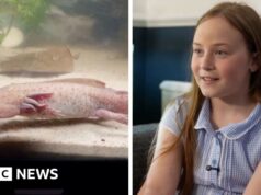 Girl describes finding rare Mexican axolotl in Wales